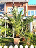 Phoenix Canariensis